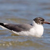 Laughing Gull
